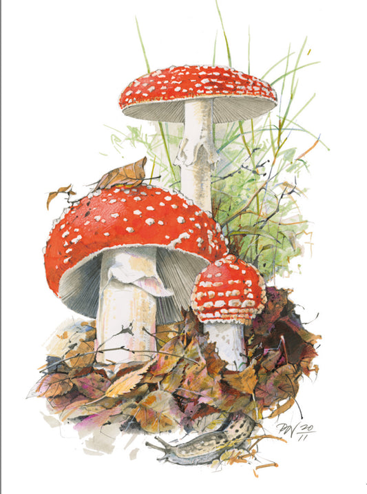 Mushroom Mini Cards